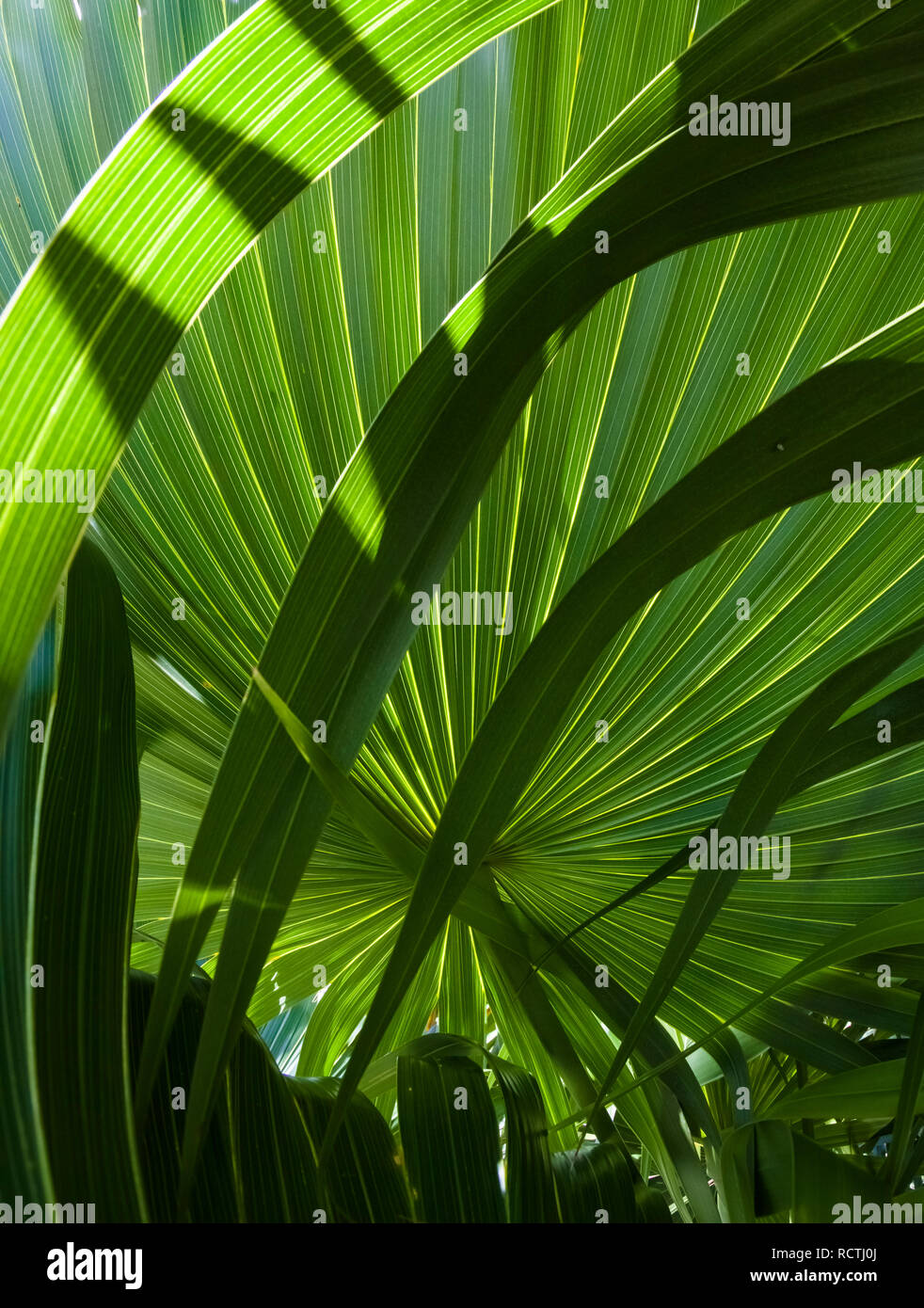 Closeup of green palm fronds Stock Photo