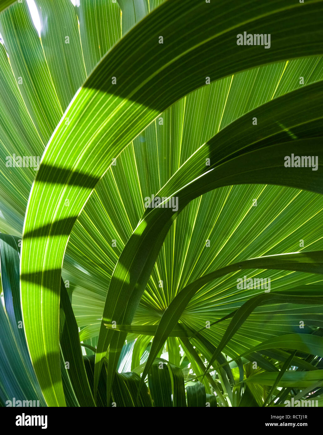 Closeup of green palm fronds Stock Photo
