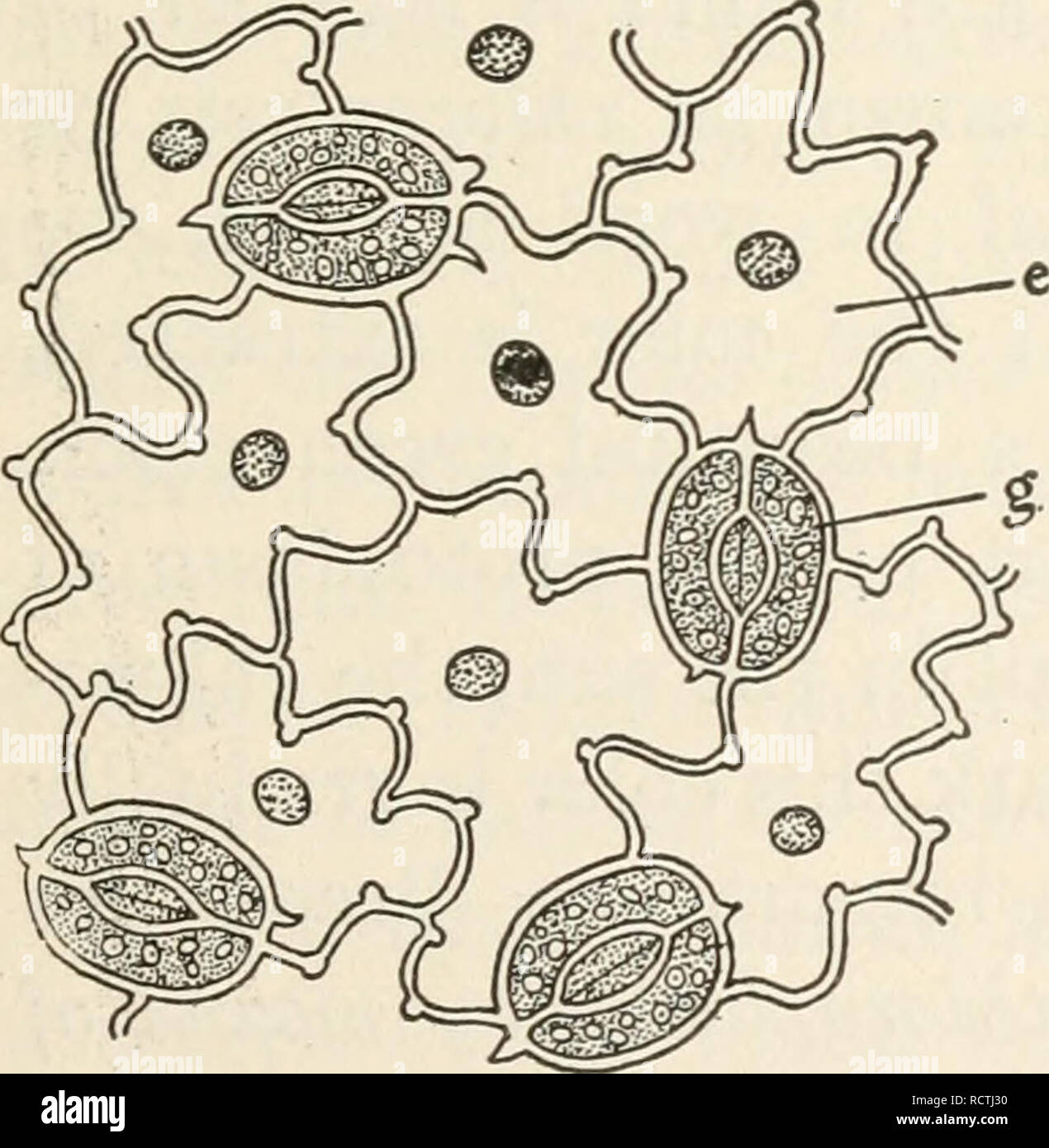 Page 2 Plant Leaf Under The Microscope High Resolution Stock Photography And Images Alamy