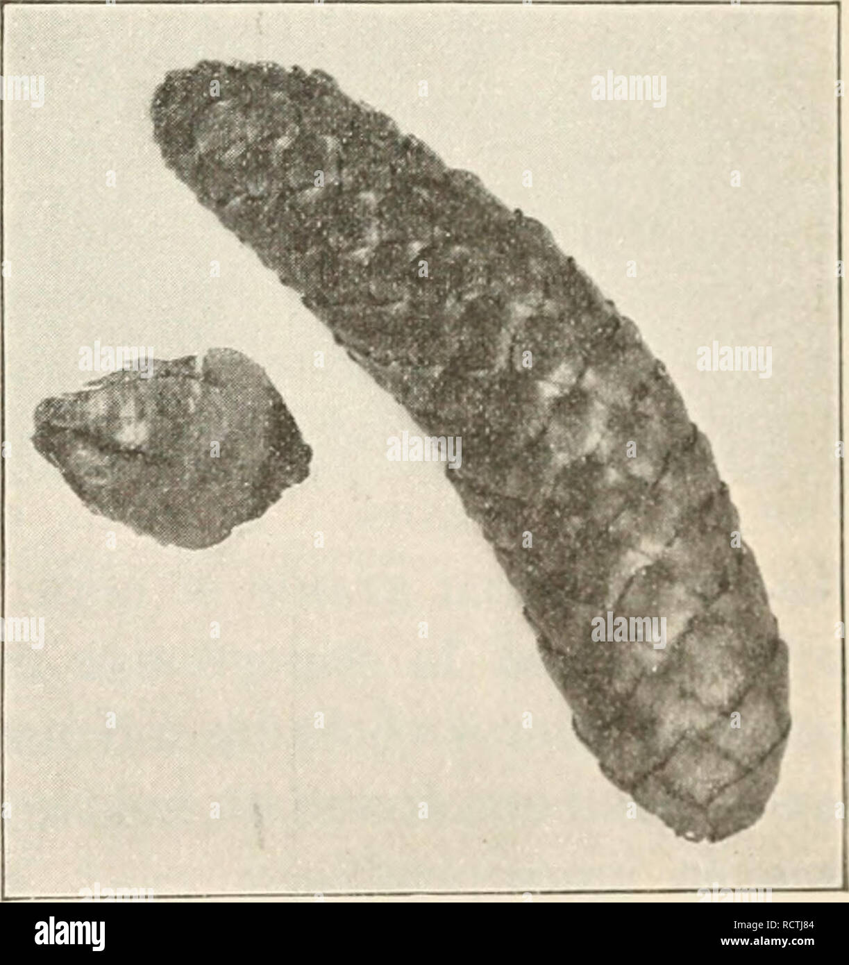 . Elements of biology; a practical text-book correlating botany ...