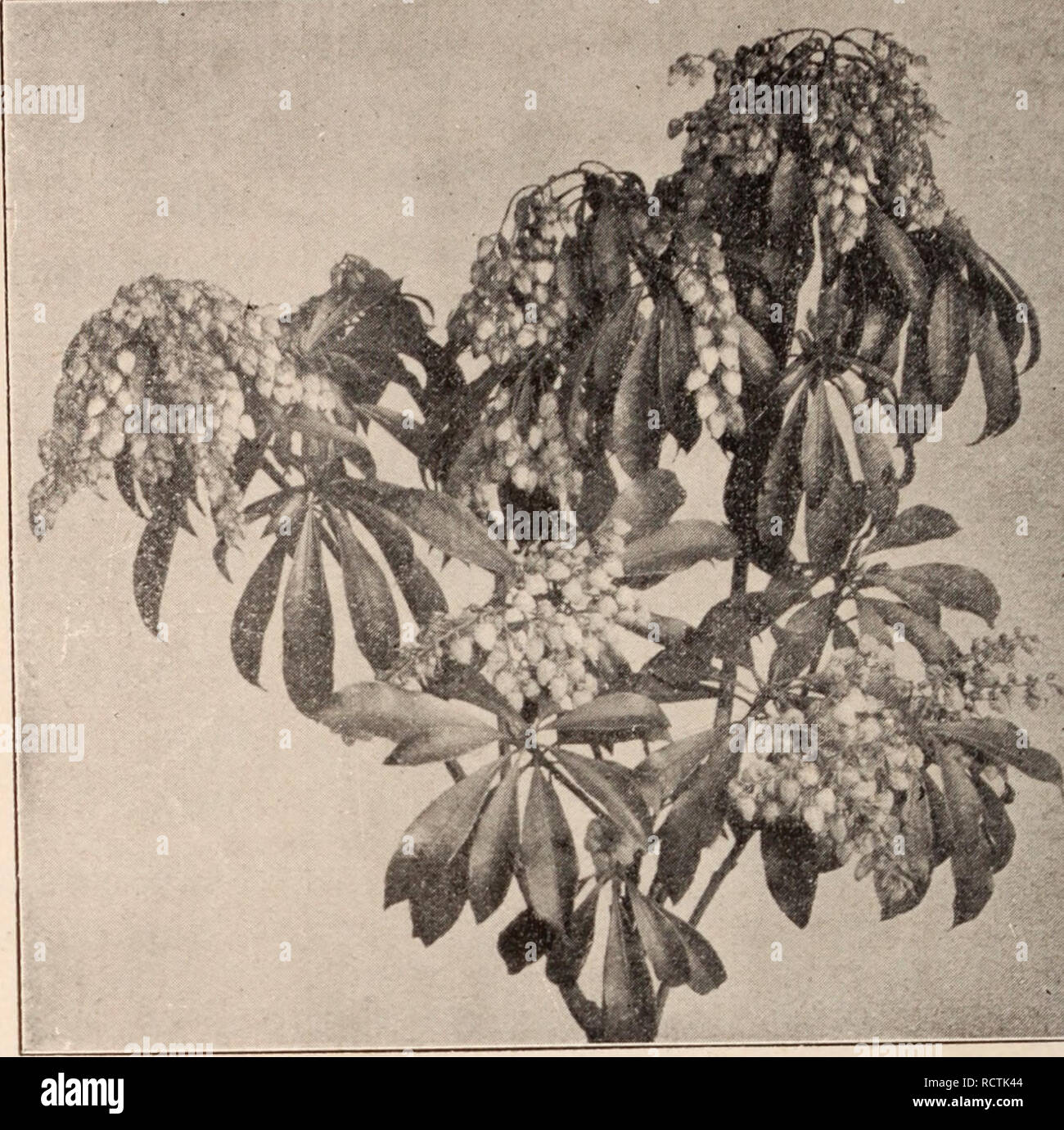 . Descriptive catalogue of flowering, ornamental trees, shrubs, bulbs, herbs, climbers, fruit trees, &amp;c., &amp;c., &amp;c. / for sale by the Yokohama Nursery Co., Limited.. Nursery Catalogue. 52 CATALOGUE OF TlIK YOKOHAMA NURSKI^Y Co., Ltd. (1913) ^Ardisiacrispa, the same with white berries ââ¢ height: 8-10 in.; per 10, $2.20 per 100, $20.00. â '^Ardisia crispfi, crape k^aves, ^rrafted towther wliite and red berries on one plantâ height: 8-10 in.; per 10, $2.50. Ardisia jjipouica, beautifLil ornamental foliage as well as red berry bearer, small shrub â height: per 10, $2.00.. ^Aralia filie Stock Photo