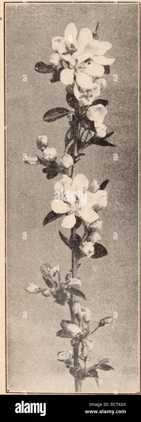 . Descriptive catalogue of flowering, ornamental trees, shrubs, bulbs, herbs, climbers, fruit trees, &amp;c., &amp;c., &amp;c. / for sale by the Yokohama Nursery Co., Limited.. Nursery Catalogue. 46 CATALOGUE OF THE YOKOHAMA NURSP:RY Co., Ltd. (1913). Tilia Miqiielianii—per 10, I2.50. Viburnum tomentosuni, white flowering shrub, like snow ball (potgrown)—height: 1-2 ft.; per 10, $2.00. Yiburiium toiiientosum plicatuiii, pure snow ball (pot grown)—height: 1-2 ft.; per 10, $1.50. Viburnum Wrightii—per 10, $2.50. Viburnum Cfirlesii, a new variety of recent discovery, flowers white shaded pink, so Stock Photo