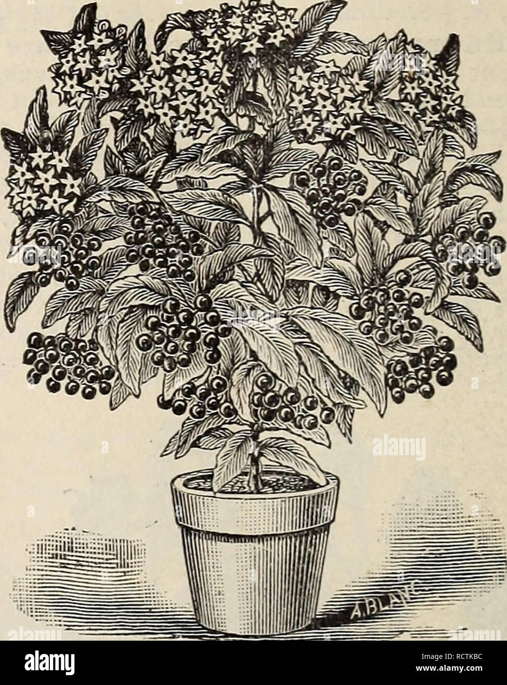 . Descriptive and illustrated catalogue of Royal Palm Nurseries. Nurseries (Horticulture) Florida Catalogs; Tropical plants Catalogs; Fruit trees Seedlings Catalogs; Citrus fruit industry Catalogs; Fruit Catalogs; Plants, Ornamental Catalogs. AMARYLLIS, continued. A. Atamasco rosea. Flowers large, bright pink. 15 cents each. A. Johnsonii. Crimson striped with white ; flow- ers very large. Profuse bloomer. $1 each. A. equestris. &quot;Red Lily;&quot; a familiar form. One of the best evergreen species. 25 cts. each. AMPELOPSIS quinquefolia. The well-known Vir- ginia Creeper or Woodbine. 25 cents Stock Photo