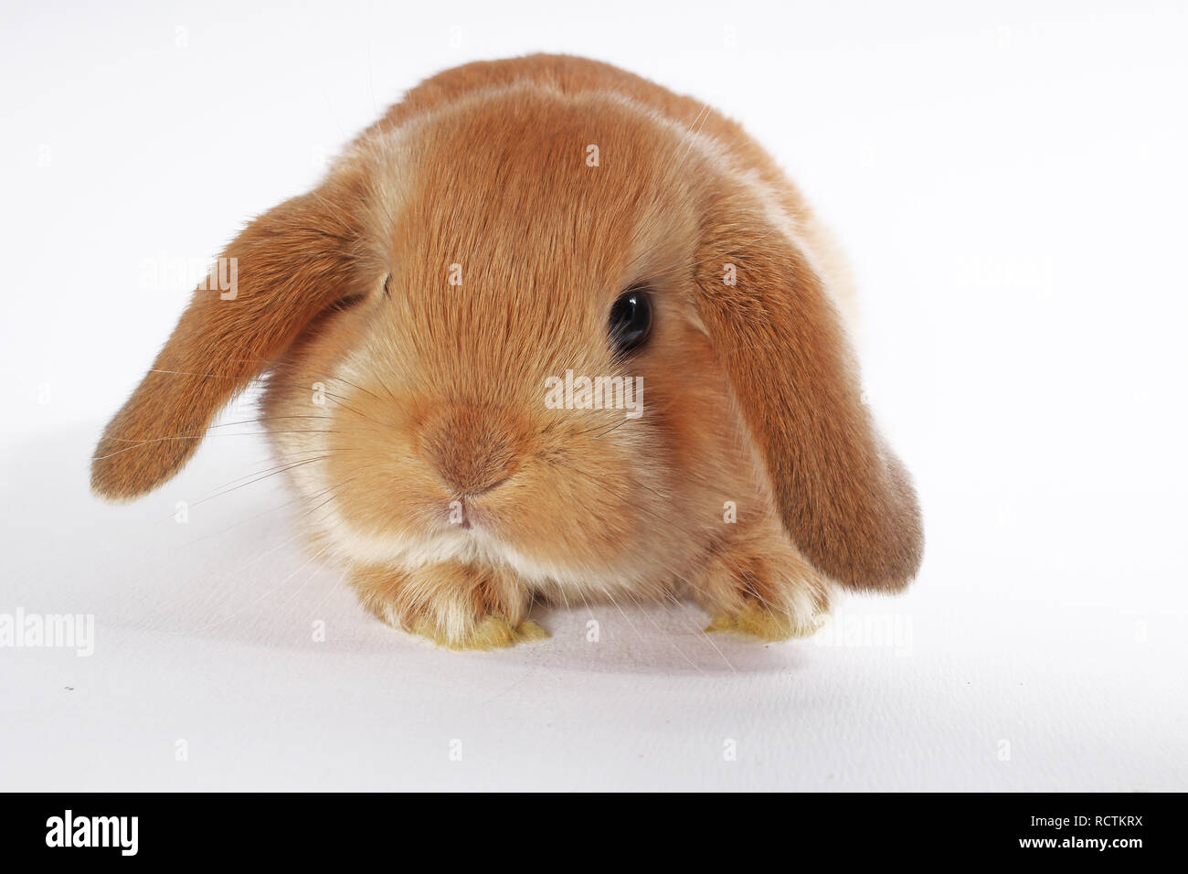 Orange rabbit lop bunny dwarf baby rabbits on white background. Bunnies  Stock Photo - Alamy