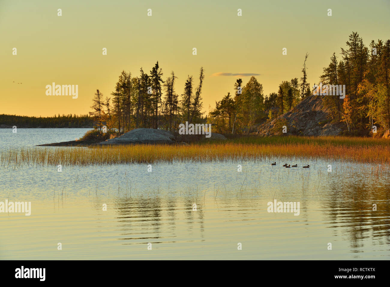 Long Lake shoreline, Fred Henne Territorial Park, Yellowknife, Northwest Territories, Canada Stock Photo