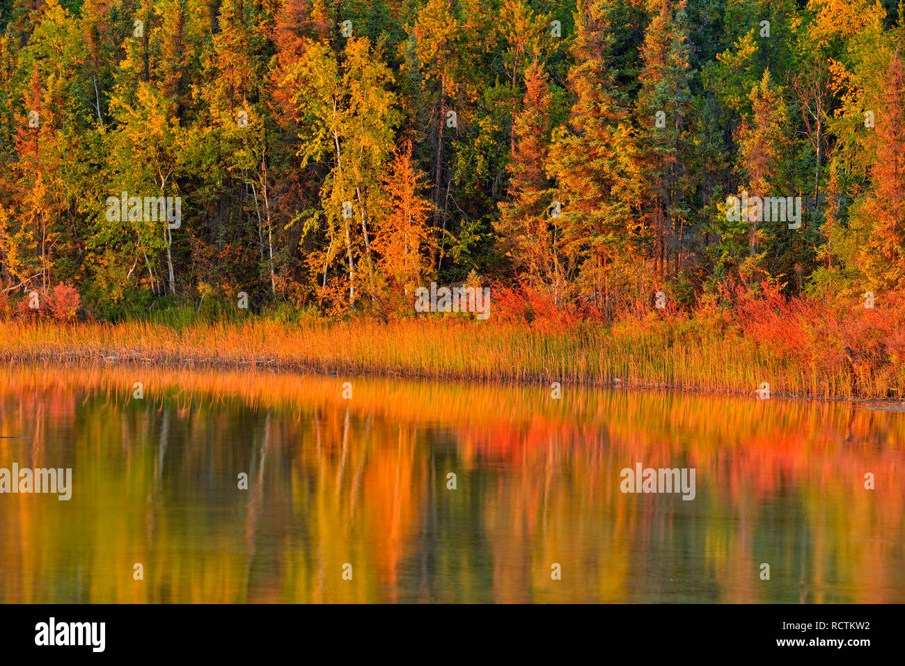 Long Lake shoreline with autumn trees, Fred Henne Territorial Park, Yellowknife, Northwest Territories, Canada Stock Photo