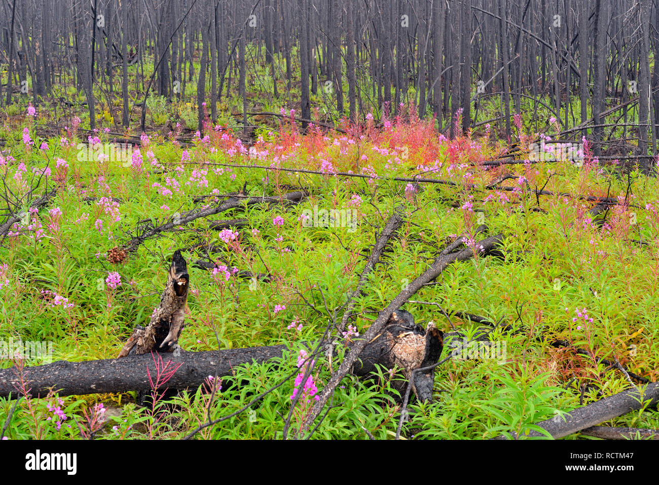 Recent forest fire zone with fireweed, Hwy 3 North to Yellowknife, Northwest Territories, Canada Stock Photo