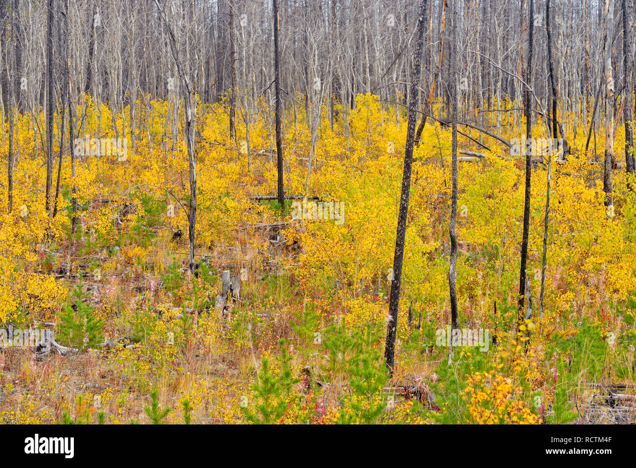 Aspen saplings in a regenerating forest fire zone, Hwy 3 North to Yellowknife, Northwest Territories, Canada Stock Photo