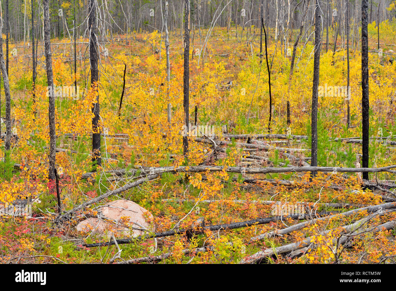 Aspen saplings in a regenerating forest fire zone, Hwy 3 North to Yellowknife, Northwest Territories, Canada Stock Photo