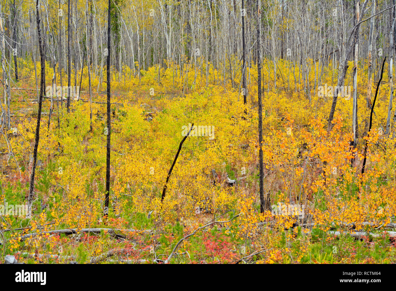 Aspen saplings in a regenerating forest fire zone, Hwy 3 North to Yellowknife, Northwest Territories, Canada Stock Photo