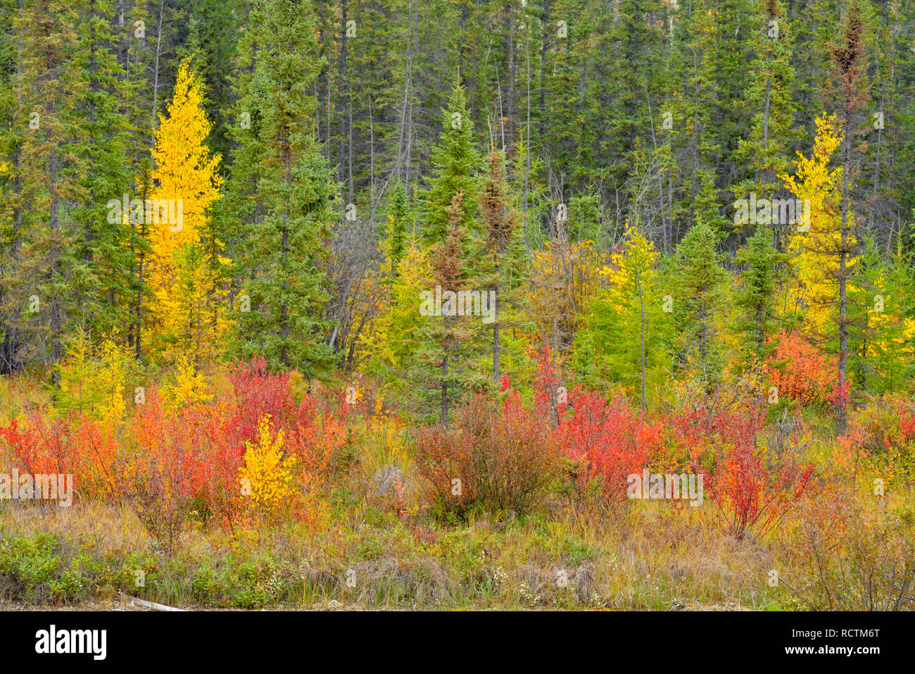 Dwarf birch, aspen and spruce, Hwy 3 North to Yellowknife, Northwest Territories, Canada Stock Photo