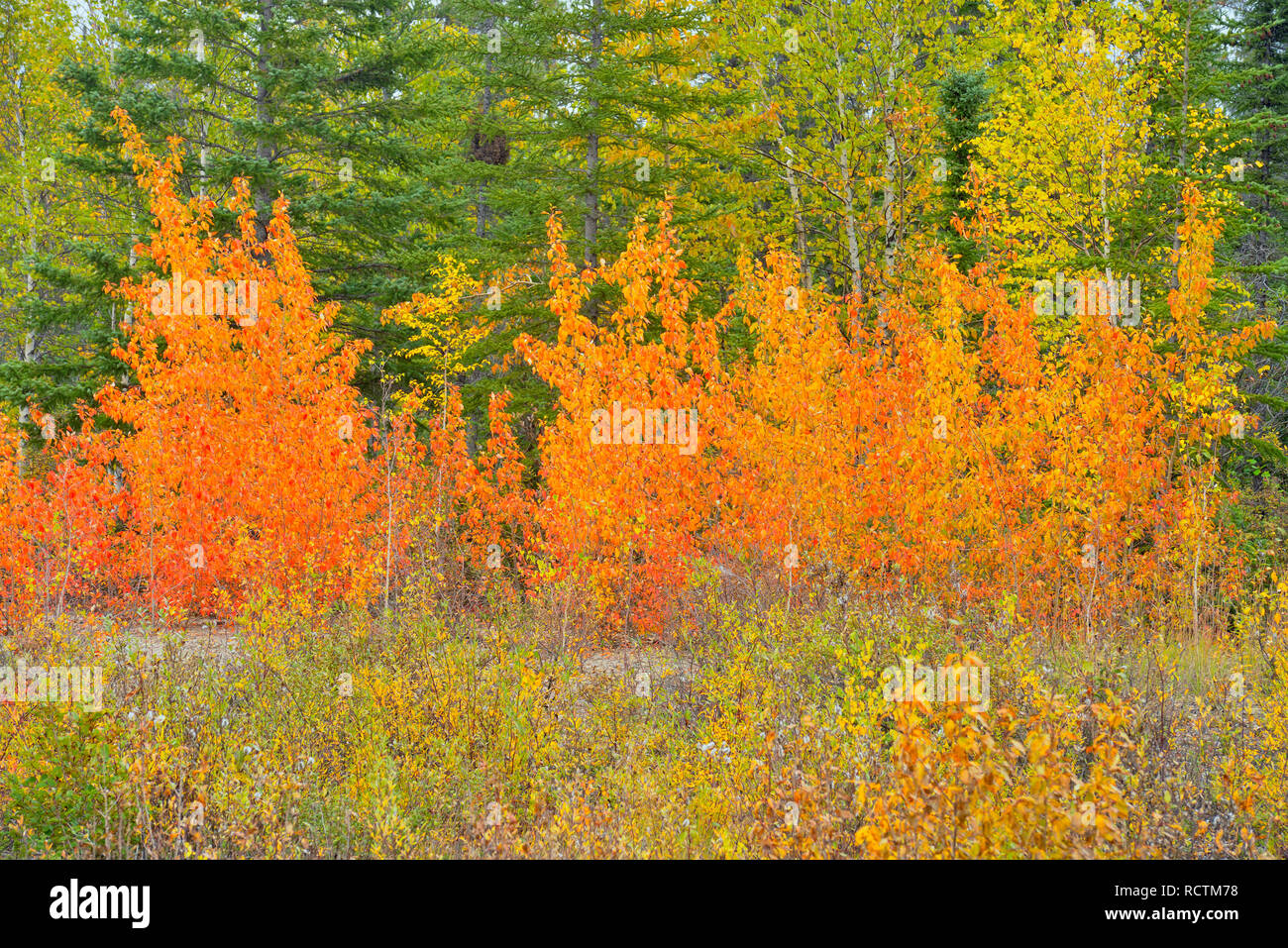 Dwarf birch, larch and spruce, Hwy 3 North to Yellowknife, Northwest Territories, Canada Stock Photo