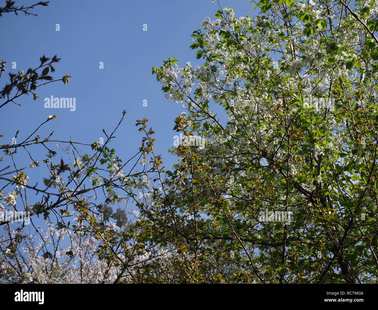 Fruit tree blossoms Stock Photo Alamy