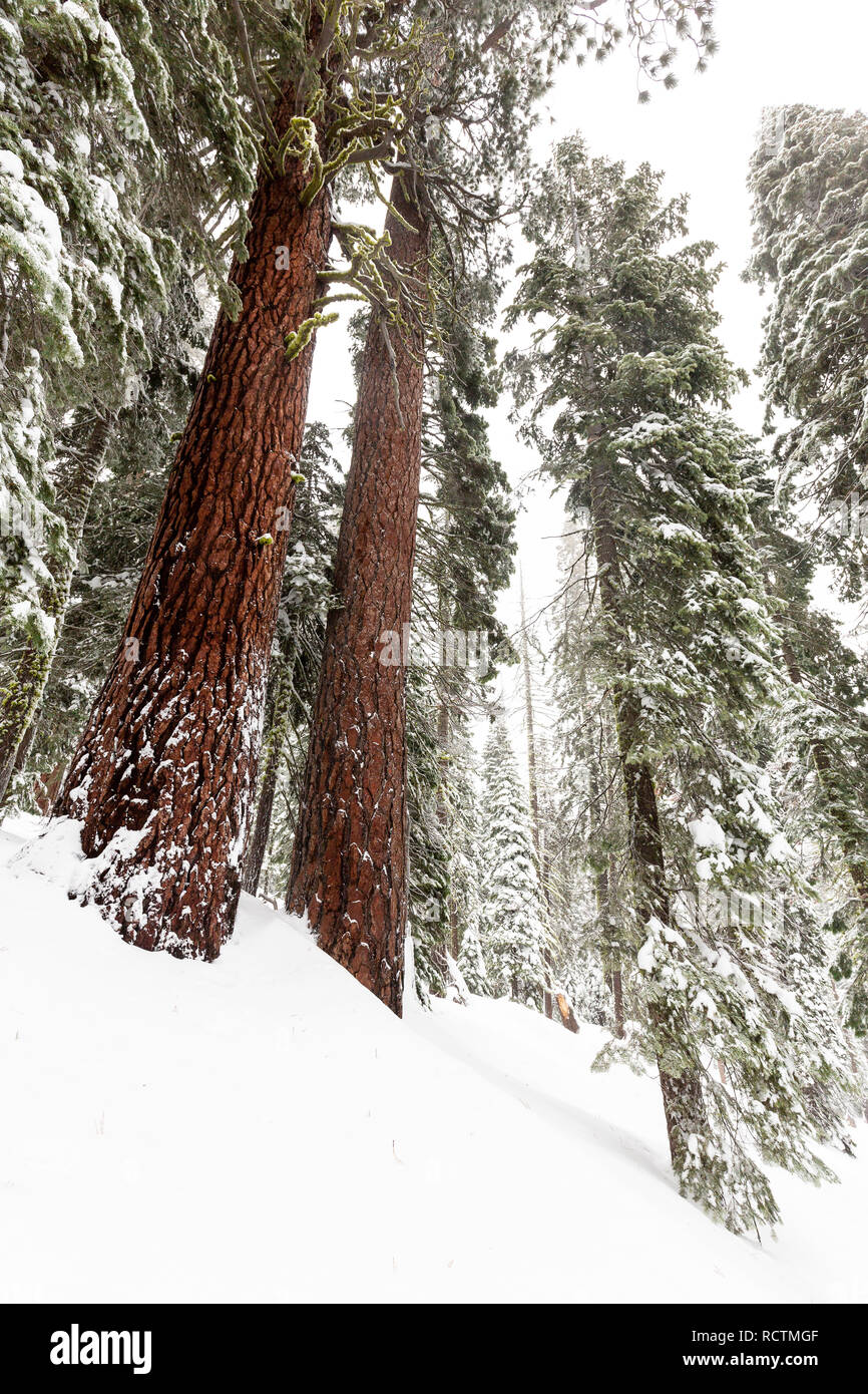 Two giant Sequoia trees (Sequoiadendron giganteum) stand tall after a winter storm dumping fresh powder snow. Stock Photo
