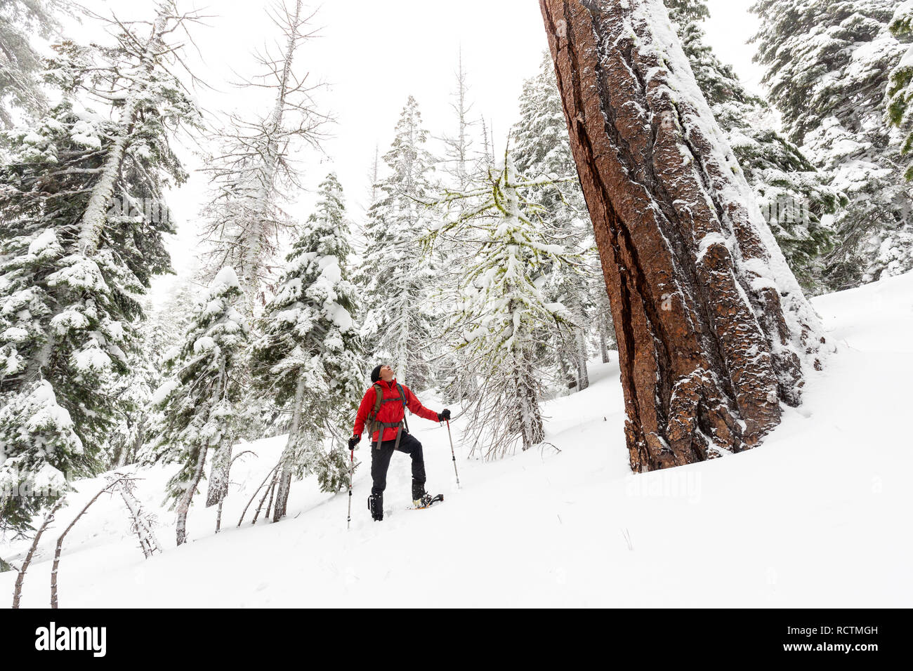 A snowshoer hikes by a large Sequoia tree (Sequoiadendron giganteum) in fresh powder after a winter storm in Eldorado National Forest. Stock Photo