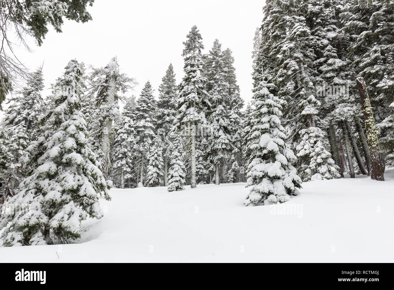Snow blankets a pine tree forest after a winter storm in Eldorado National Forest, California. Stock Photo