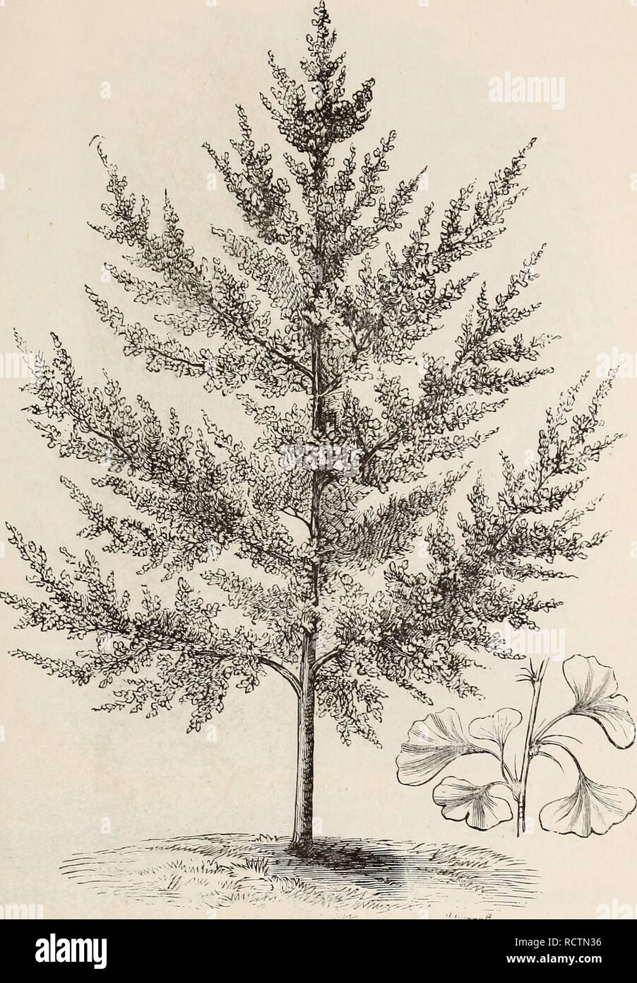 . Descriptive catalogue of ornamental trees, shrubs, roses, flowering plants, &amp;c. Ornamental trees Catalogs; Shrubs Catalogs; Roses Catalogs; Flowers Catalogs. ORNAMEJSfTAL TREES, SHRUBS, ETC. 31. SALISBURIA ADIANTIFOLIA. (Maiden Hair Tree.) Q. cerris. Turkey Oak. A evj handsome South European species, of rapid, symmetrical growth ; foHage finely lobed and deeply cut; leaves change to brown in autumn, and persist during a great part of the winter. Fine for the lawn. $1.00. Q. COCCinea. Scarlet Oak. A native tree, of rapid growth, pyramidal out- line, and especially remarkable in autumn, w Stock Photo