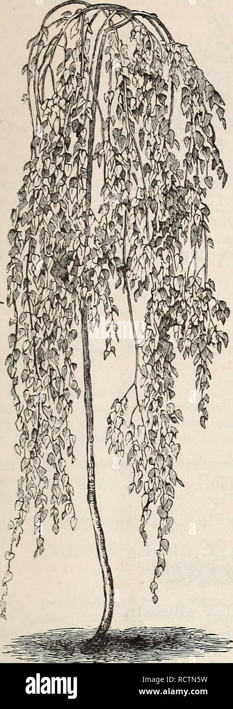 . Descriptive catalogue of ornamental trees, shrubs, roses, flowering plants, &amp;c. Ornamental trees Catalogs; Shrubs Catalogs; Roses Catalogs; Flowers Catalogs. OR^'AMENTAL TREES, SHRUBS, ETC. 13. B. a. var. pendula laciniata. Cut- lea yed Weeping Bikch. Beyond question one of the most popular of all weeping or pendulous trees. Its tall, slender, yet vigorous growth, graceful drooping branches, silvery white bark, and delicately cut foliage, present a combination of attractive? characteristics rarely met with in a single tree. Wf; quote Mr. Scott's description as follows : &quot;No engravin Stock Photo