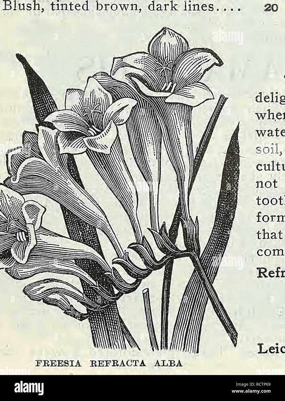 . Descriptive catalogue of vegetable, flower, and farm seeds. Nurseries (Horticulture); Nursery stock; Seeds; Bulbs (Plants); Gardening; Equipment and supplies; Bedding plants; Weeber &amp; Don. LILY OF THE VALLEY. highly also be prized forced AMAEYLLIS JOHNSONII AMARYLLIS Probably the most magnificent and gorgeous bulbous plant known. Their immense flowers, richness of coloring and regal habit are simply incomparable. They throw up spikes, from 18 inches to 3 feet high, bearing enormous trumpet-shaped flowers, averaging 6 to 10 inches across, of great substance, some being of rich and glowing Stock Photo