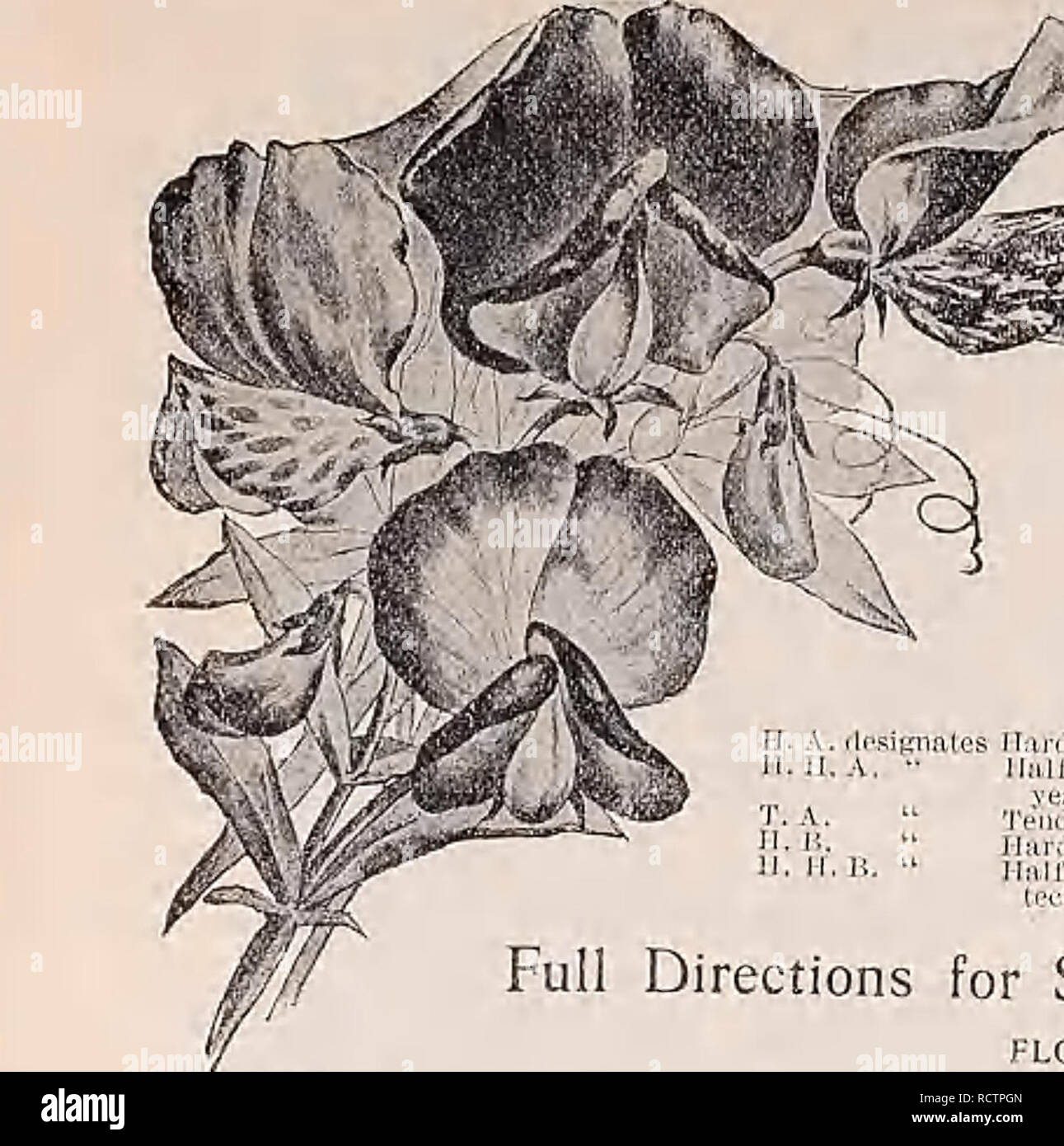 . Descriptive catalogue of vegetable, flower, and farm seeds. Nurseries (Horticulture); Nursery stock; Seeds; Bulbs (Plants); Gardening; Equipment and supplies; Bedding plants; Weeber &amp; Don. WEEBER &amp; DON 3D Flower Seeds. ANTIRRHINUM (Snapdragon) until Giant.Pure YV hitc. Pun?whilcK|.ik.«. Pkt. 10c. Tall Kose. Pkt. 5a. 'fall Scarlet. Brilliant shade. Pkt. 5c. Tii 11 White. Bountiful pure . Pkt. 5c. Tall Yellow. Peltate £rfui- rose-yellow. Pkt. So, Tall Finest. Mixe.I. Pkt. 5c, oz. 50c. Qneen of the North. Hall dwarf, pure, white. Pkt. 10ft Dwarf. Finest Mixed. The dwart sorts are excel- Stock Photo