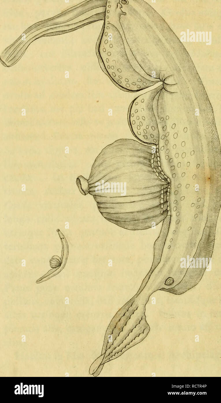 . [Descriptions and illustrations of mollusks : excerpted from The naturalist's miscellany. Mollusks; Mollusks.  .-!tjr--.. &lt;/. Please note that these images are extracted from scanned page images that may have been digitally enhanced for readability - coloration and appearance of these illustrations may not perfectly resemble the original work.. Shaw, George, 1751-1813; Nodder, Frederick Polydore, publisher; Nodder, Elizabeth, publisher; Dall, William Healey, 1845-1927, former owner. DSI; Anthony, C. , former owner. DSI; Nodder, R. P. (Richard P. ), fl. 1790-1820, ill. Stock Photo