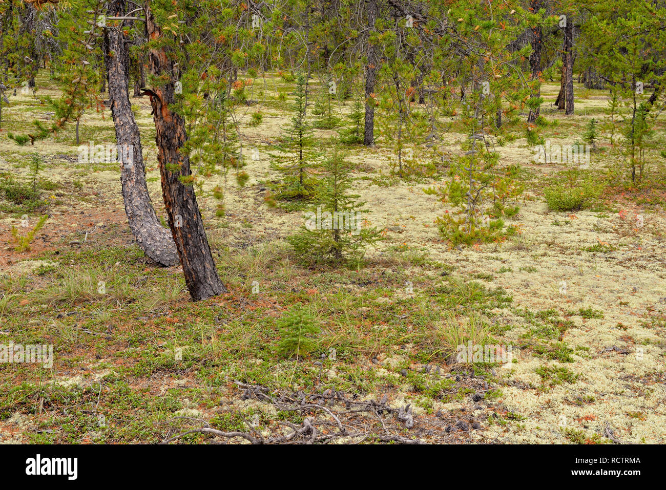 Jack pine woodland, Prelude Lake Territorial Park, Yellowknife, Northwest Territories, Canada Stock Photo