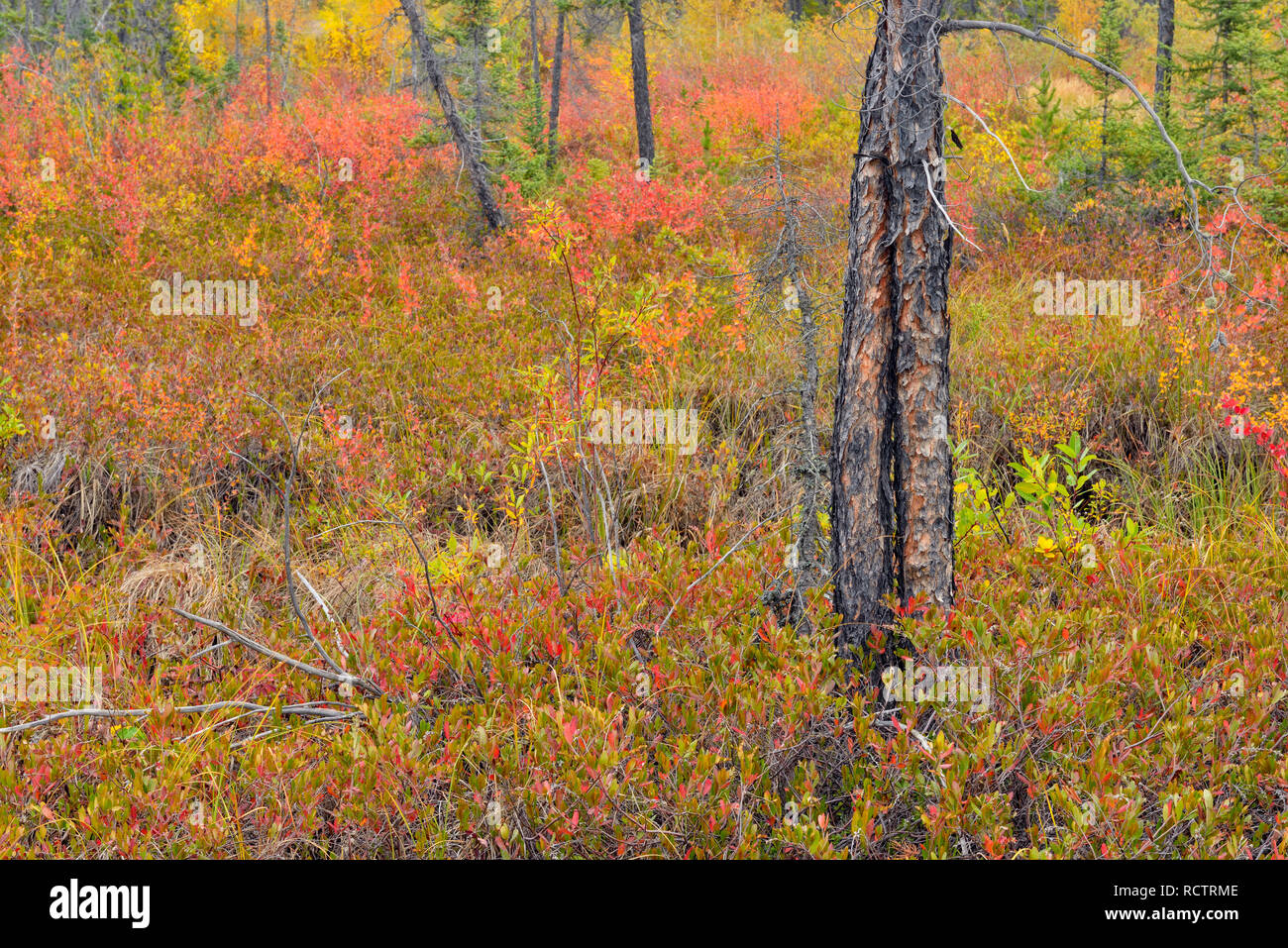 Wetland with autumn dwarf birch, Prelude Lake Territorial Park, Yellowknife, Northwest Territories, Canada Stock Photo