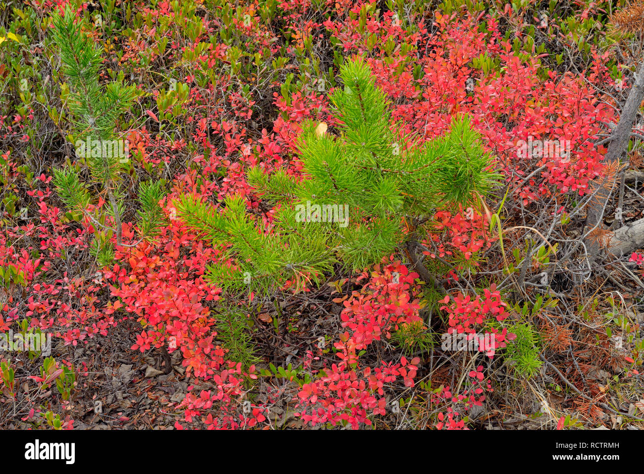 Autumn blueberry and pine, Prelude Lake Territorial Park, Yellowknife, Northwest Territories, Canada Stock Photo