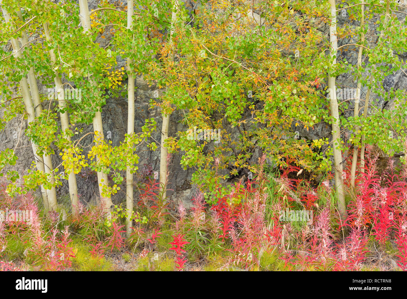 Autumn fireweed and aspen trees, Yellowknife, Northwest Territories, Canada Stock Photo