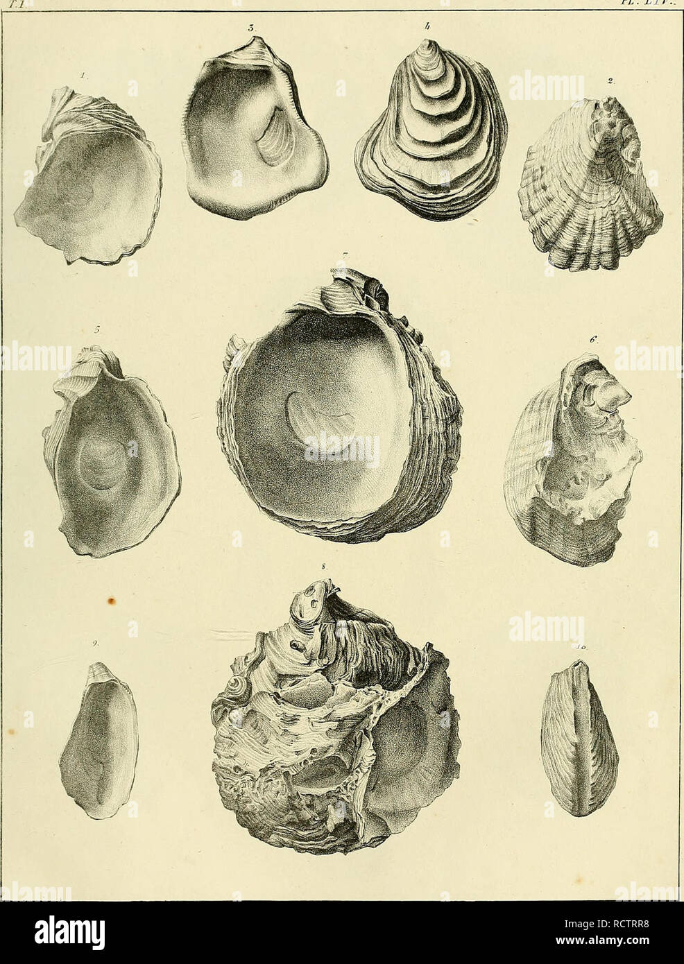 . Description des coquilles fossiles des environs de Paris. Mollusks, Fossil; Paleontology. PL. Lir.. p. Oudart.de!. Lilhs. iU. Fret/. L^Ç/t'/y/^y^tiJc/^ a/^ é^/i&gt;/û-6û'/?J û^Z/rr^fC/^t ^. Please note that these images are extracted from scanned page images that may have been digitally enhanced for readability - coloration and appearance of these illustrations may not perfectly resemble the original work.. Deshayes, G. P. (Gérard Paul), 1795-1875. Paris, L'auteur, chez Bechet jeune [etc. ] Stock Photo
