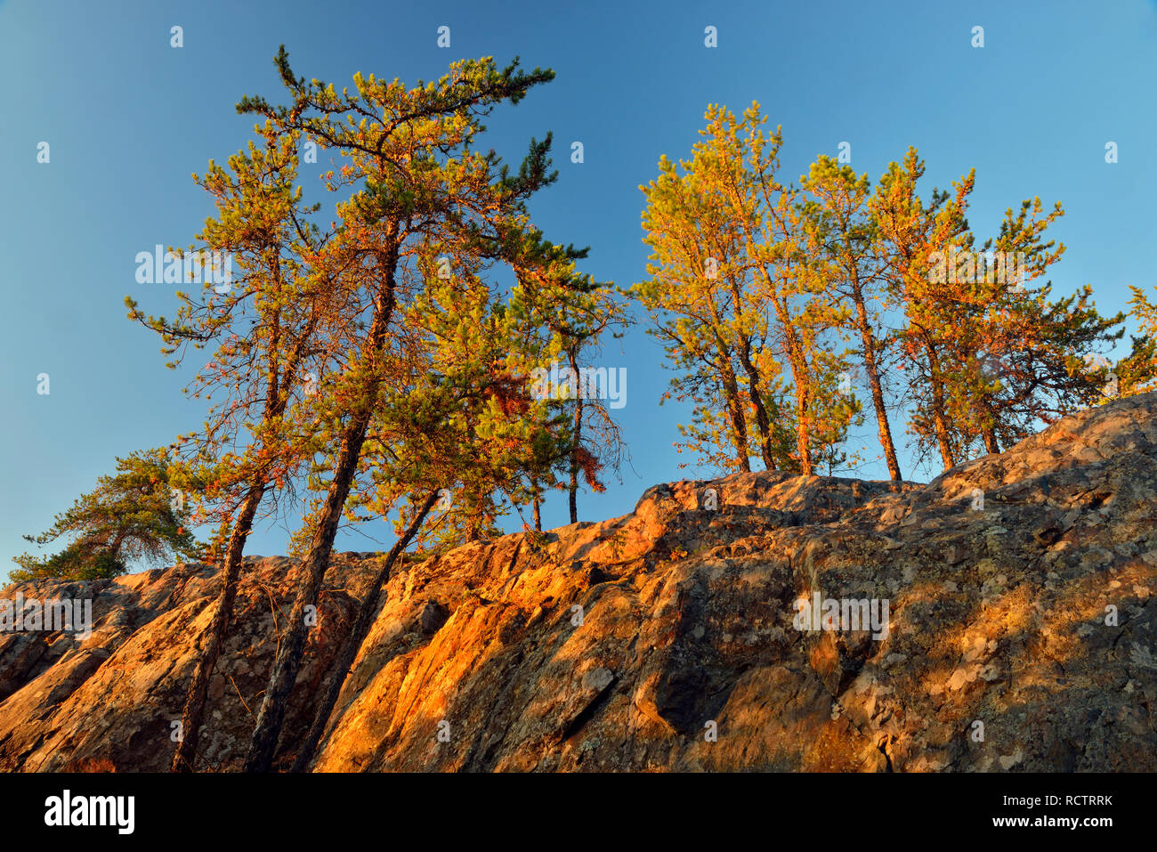 Granite rock outcrops and pine trees, Fred Henne Territorial Park, Yellowknife, Northwest Territories, Canada Stock Photo