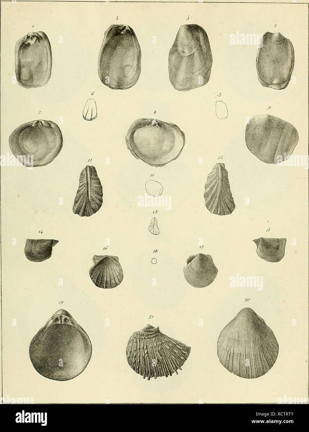 Description Des Coquilles Fossiles Des Environs De Paris Mollusks Fossil Paleontology 7 A J L Rj R P C Ii Dfm Fy Lt I J Lt I I A A 2a Lt A C 5 A A C C X L U K Tufr Re Please Note That These Images Are