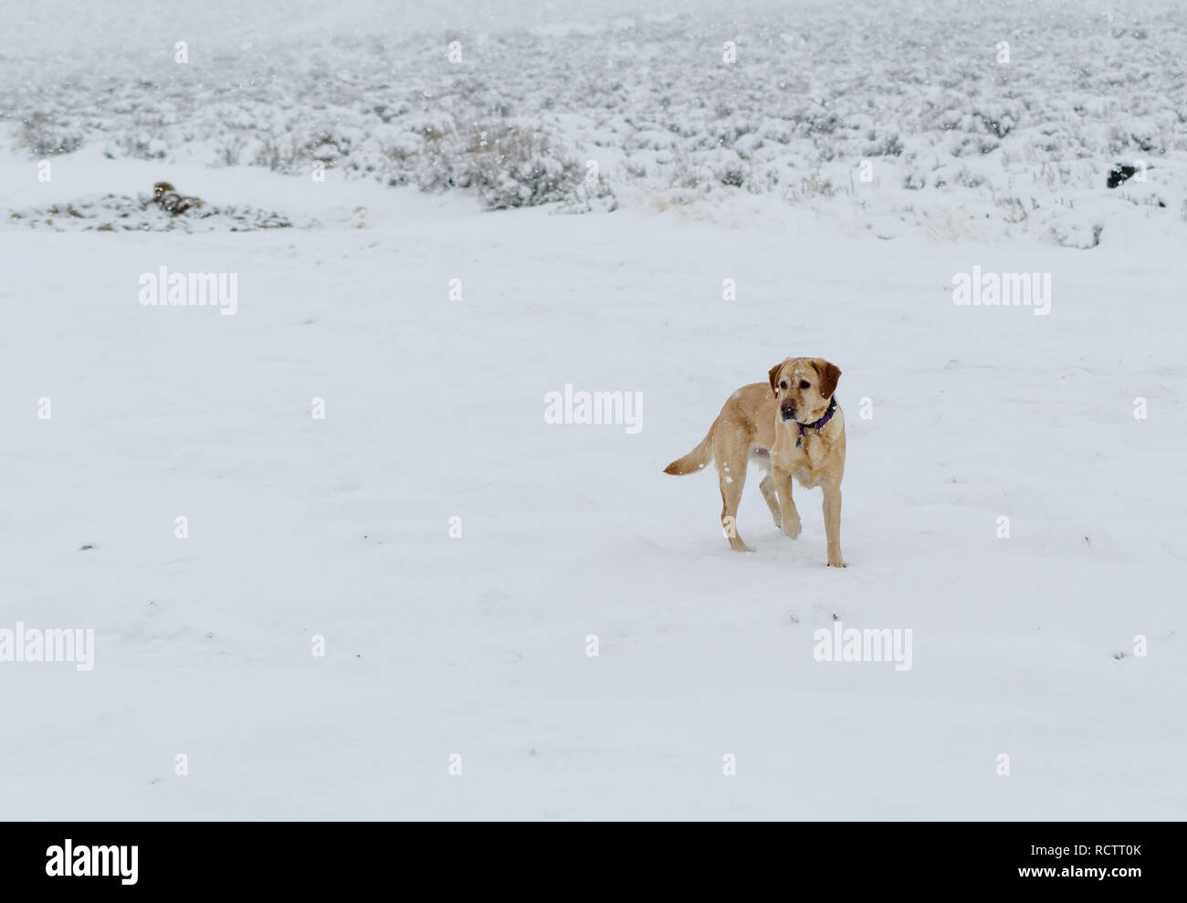 Yellow Labrador retriever in the snow. Stock Photo