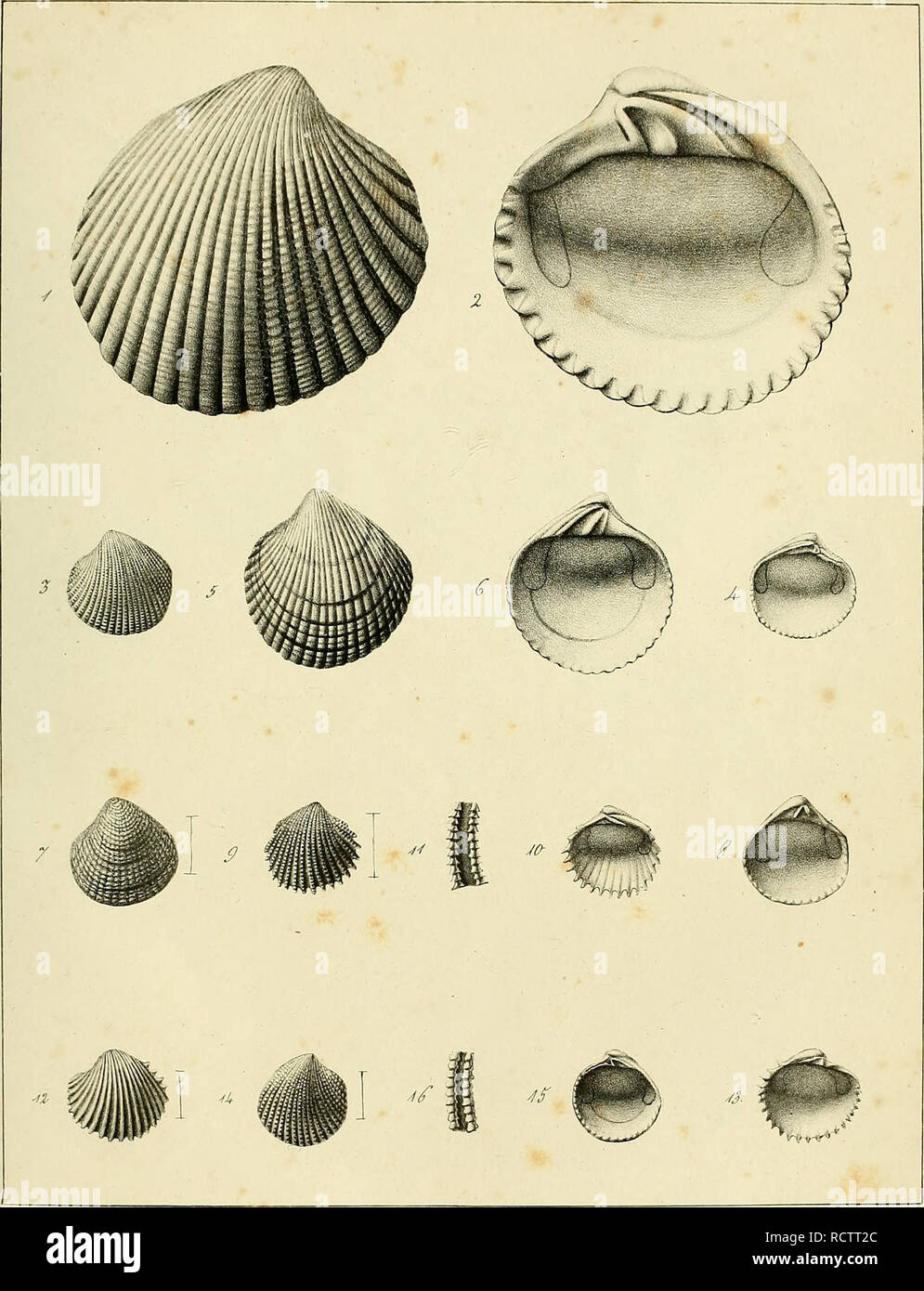 Description Des Coquilles Fossiles Des Environs De Paris Mollusks Fossil Paleontology Y Xxv I I4 E Ci A U J C E 9 Ty7 Amp Pz C E Moy A C P Please Note That These Images Are Extracted From Scanned Page Images