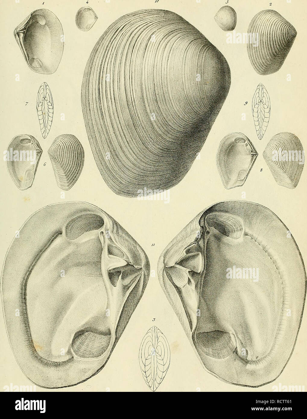 Description Des Coquilles Fossiles Des Environs De Paris Mollusks Fossil Paleontology 7 J Pz Jit F U Uulro F Ti T Y G J U 4 Amp Iz T Gt Gt R Iz F I C Lt R Please Note That