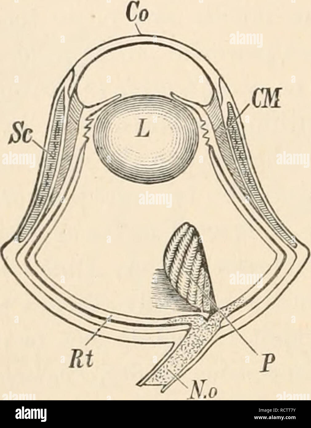 Eye morphology contributes to the ecology and evolution of the aquatic  avifauna - Ausprey - 2024 - Journal of Animal Ecology - Wiley Online Library, image size:1011x1390