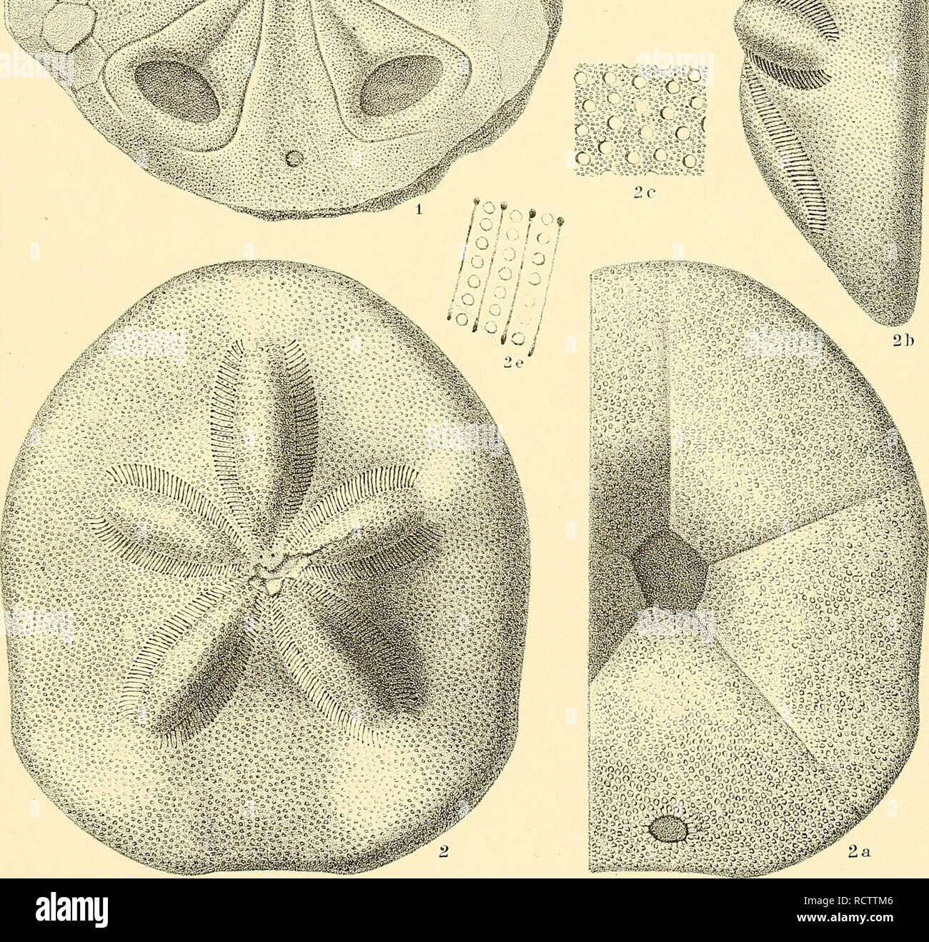 Description Des Echinodermes Tertiaires Du Portugal Accompagnee D Un Tableau Stratigraphique Echinodermata Fossil Paleontology Paleontology Faune Tertiaire Du Portugal Pdeloriol Echimdes Pi Ss T C 2d 4 Ar Quot
