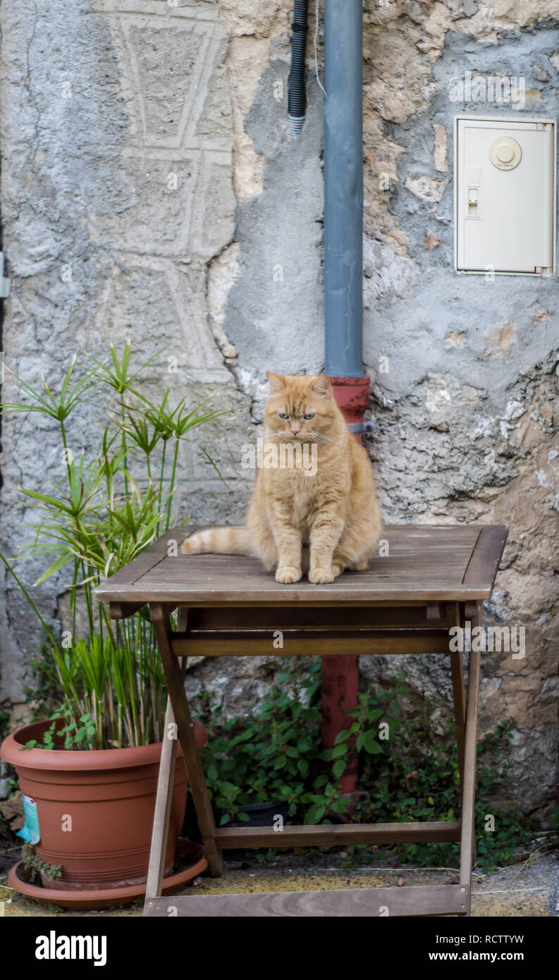 A Grumpy Lokking Cat sitting on a outdoor-table Stock Photo