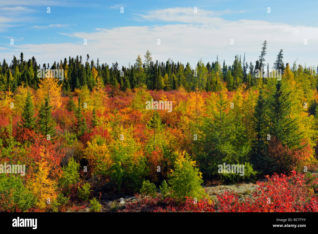 Taiga landscape in early autumn, Arctic Haven Lodge, Nunavut, Nunavut, Canada Stock Photo