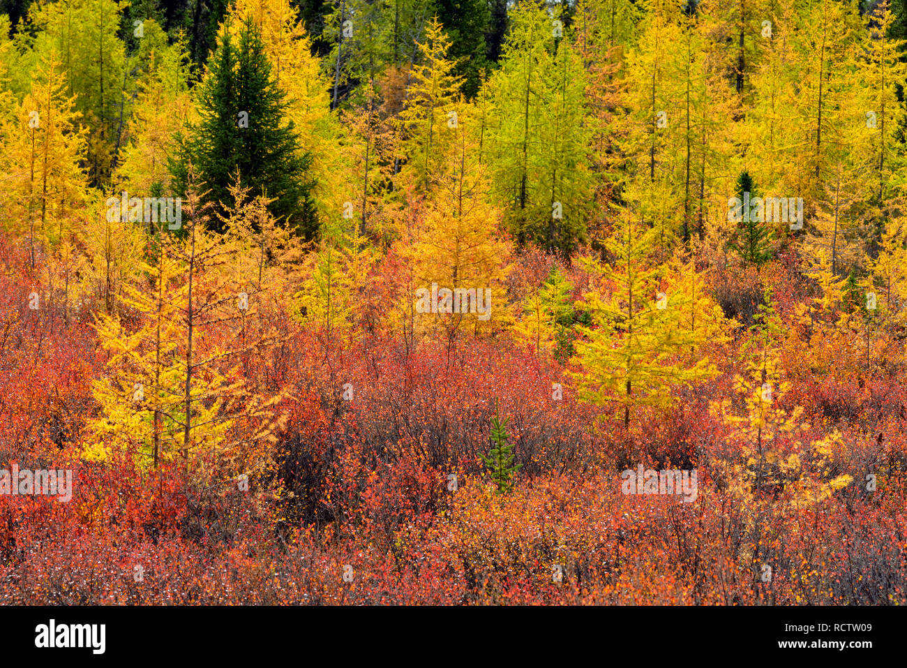 Eastern larch and dwarf birch in autumn colour, Arctic Haven Lodge, Ennadai Lake, Nunavut, Canada Stock Photo