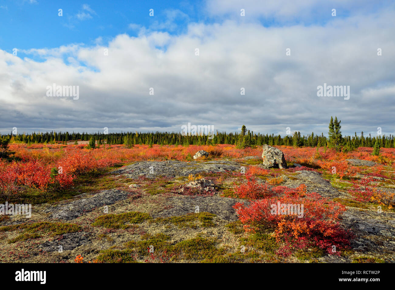 Barrenground autumn vegetation, Arctic Haven Lodge, Ennadai Lake, Nunavut, Canada Stock Photo