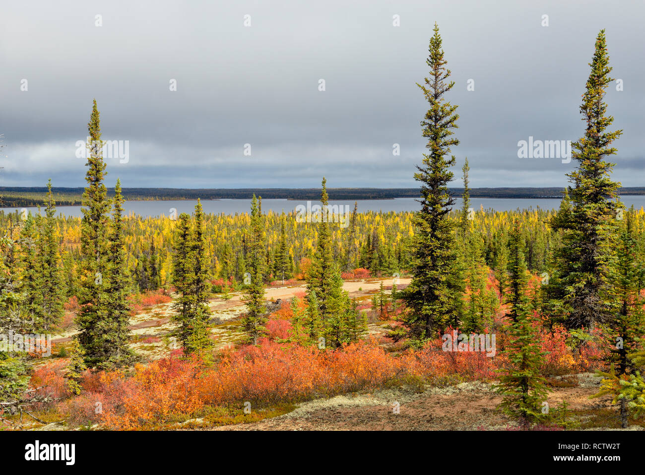 Boreal barren grounds in autumn with dwarf birch, Arctic Haven Lodge, Ennadai Lake, Nunavut, Canada Stock Photo