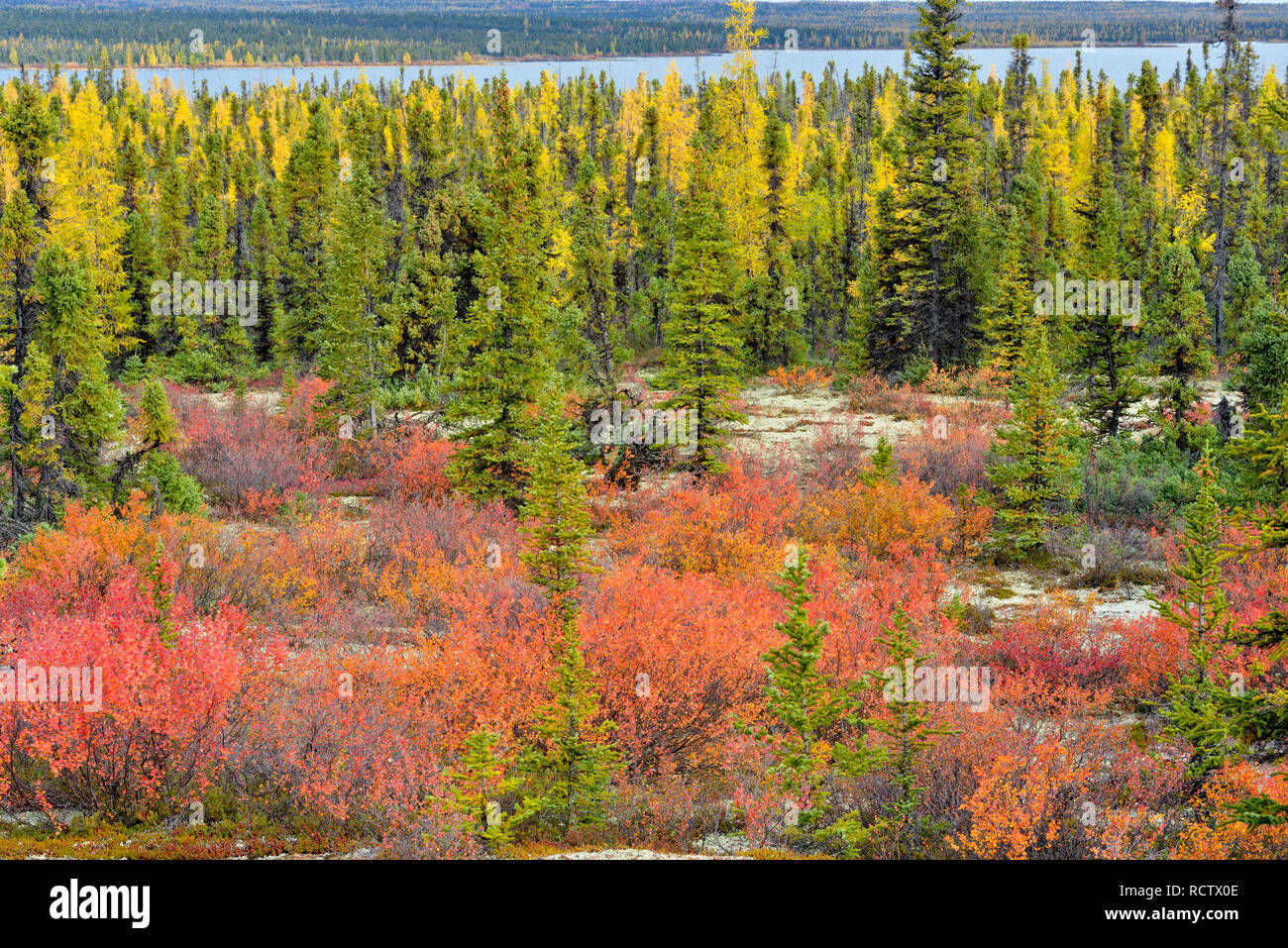 Boreal woodland (Barrenlands) with black spruce, dwarf birch and arctic blueberry in autumn, Arctic Haven Lodge, Ennadai Lake, Nunavut, Canada Stock Photo