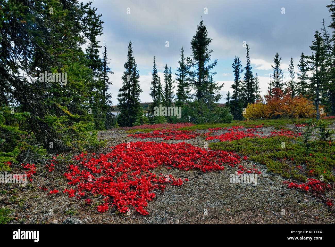 Autumn bearberry leaves on the forest floor, Arctic Haven Lodge, Ennadai Lake, Nunavut, Canada Stock Photo