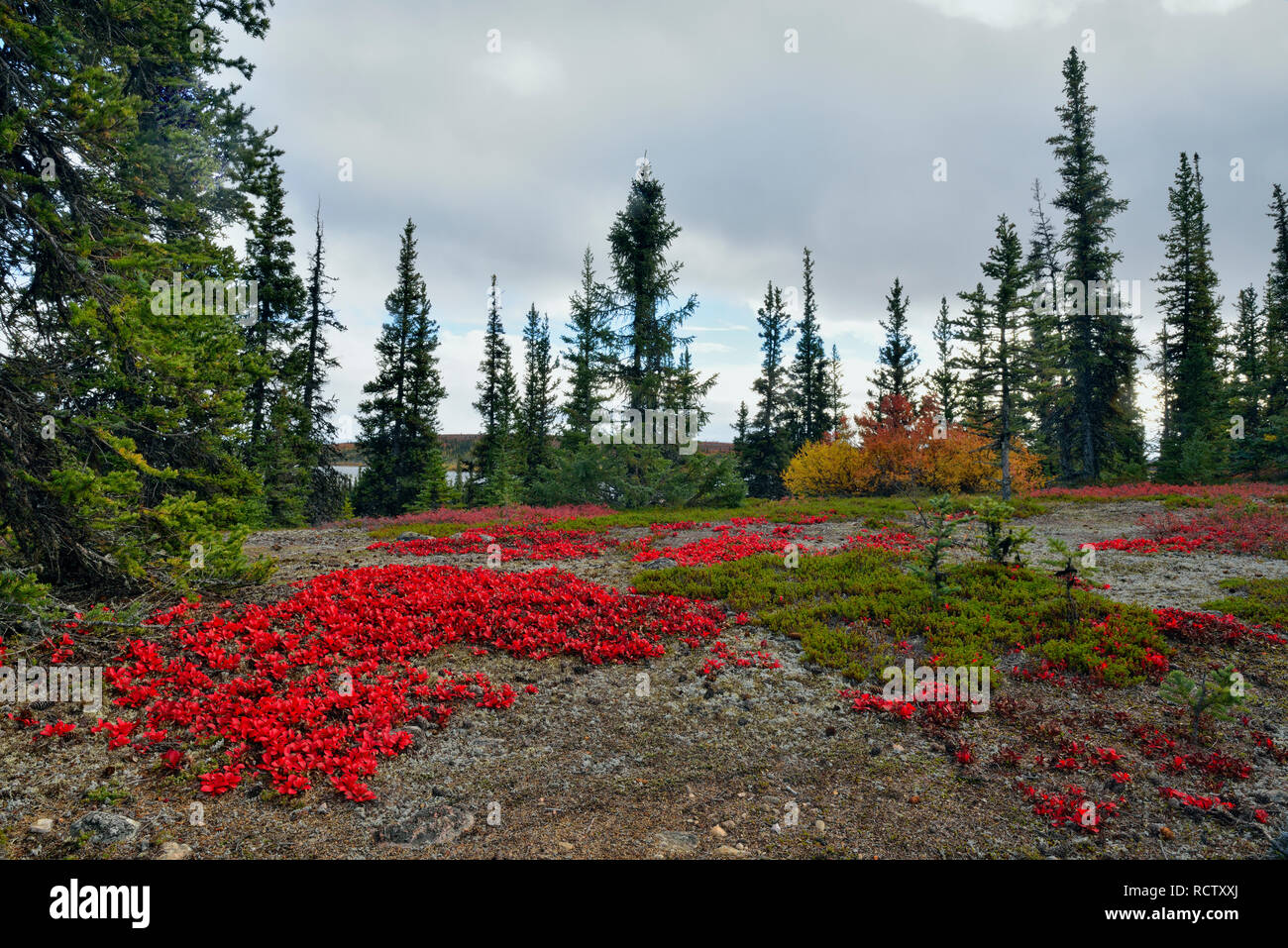 Autumn bearberry leaves on the forest floor, Arctic Haven Lodge, Ennadai Lake, Nunavut, Canada Stock Photo