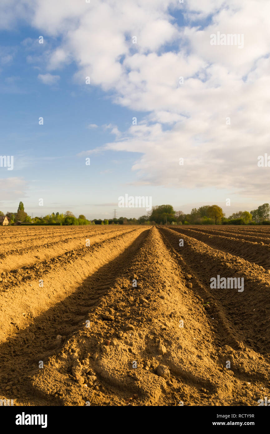Open farmland in Doetinchem, Holland/ Netherlands. Stock Photo