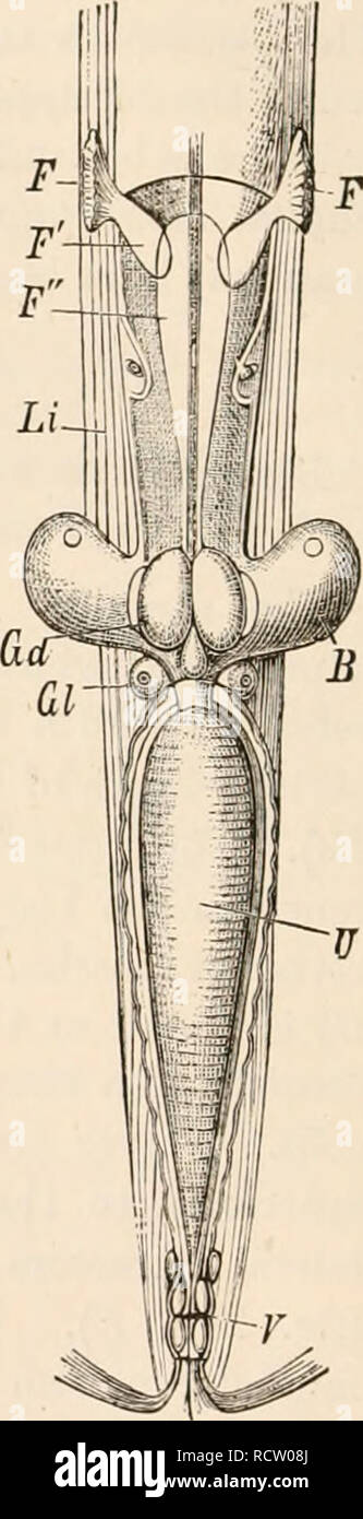 . Elementary text-book of zoology, tr. and ed. by Adam Sedgwick, with the assistance of F. G. Heathcote. •B. FIG. 290.—Male of Echi- norhyncui (after R. K, proboscis ; Ss, sheath of the probes- vesselsot the lemnisci, are com- cis; Li, ligament; piete]y shut off from the latter. G, ganglion; Le, lem- • Generative organs. The organs. body cavity through which fluids circulate encloses the greatly developed genera live organs, which are attached to the end of the sheath of the proboscis by a ligament (figs. 290 nisei; T, testes ; Yd, vasa deferentia; Pr, prostatic sacs; De, cluctus ejaculatorius Stock Photo