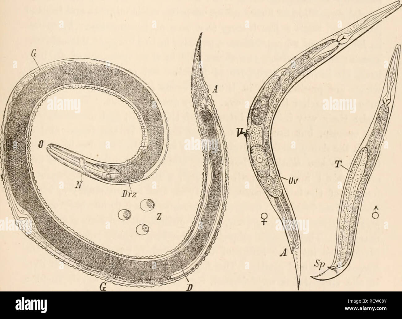 . Elementary text-book of zoology, tr. and ed. by Adam Sedgwick, with the assistance of F. G. Heathcote. JfEMATOLIA. 349 stage the characteristic oral capsule of the sexually adult stage, to which they only develop in the intestine of the Perch. According to Fedschenko,* a similar mode of development occurs in Filaria medinensis. The embryos pass Unto puddles of water, and migrate thence into the body cavity of the Cydopidce; and after casting their skin assume a form which, except for the absence of the oral capsule, resembles that of the larva of Cucullanus. After the expiration of two weeks Stock Photo