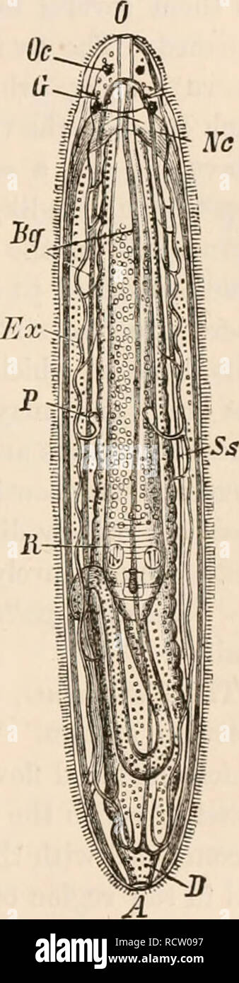 . Elementary text-book of zoology, tr. and ed. by Adam Sedgwick, with the assistance of F. G. Heathcote. NEMERTINI. 339 Nc a sexually mature Cestoid still fixed by an appendage bearing the embryonic hooks. Archiffctcs Sieboldii Lkt. With two weak suckers and a caudal appendage. Order 4.—NEMERTINI*=RHYNCIIOCCELA. Elongated, frequently band-shaped Platyhelininthes, with straight alimentary canal opening by an anus, and ivith a separate protrusible proboscis. Usually ivith tiuo ciliated pits in the cephalic region. TJie sexes are separate. The Nemertines are distinguished not only by their elonga Stock Photo