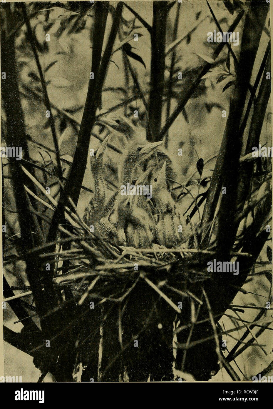 Der Ornithologische Beobachter Ornithology Birds Junge Zwergrohrdommeln Ardetta Minuta Nest Am Bielersee Beilage Zum Ornithologischen alamy